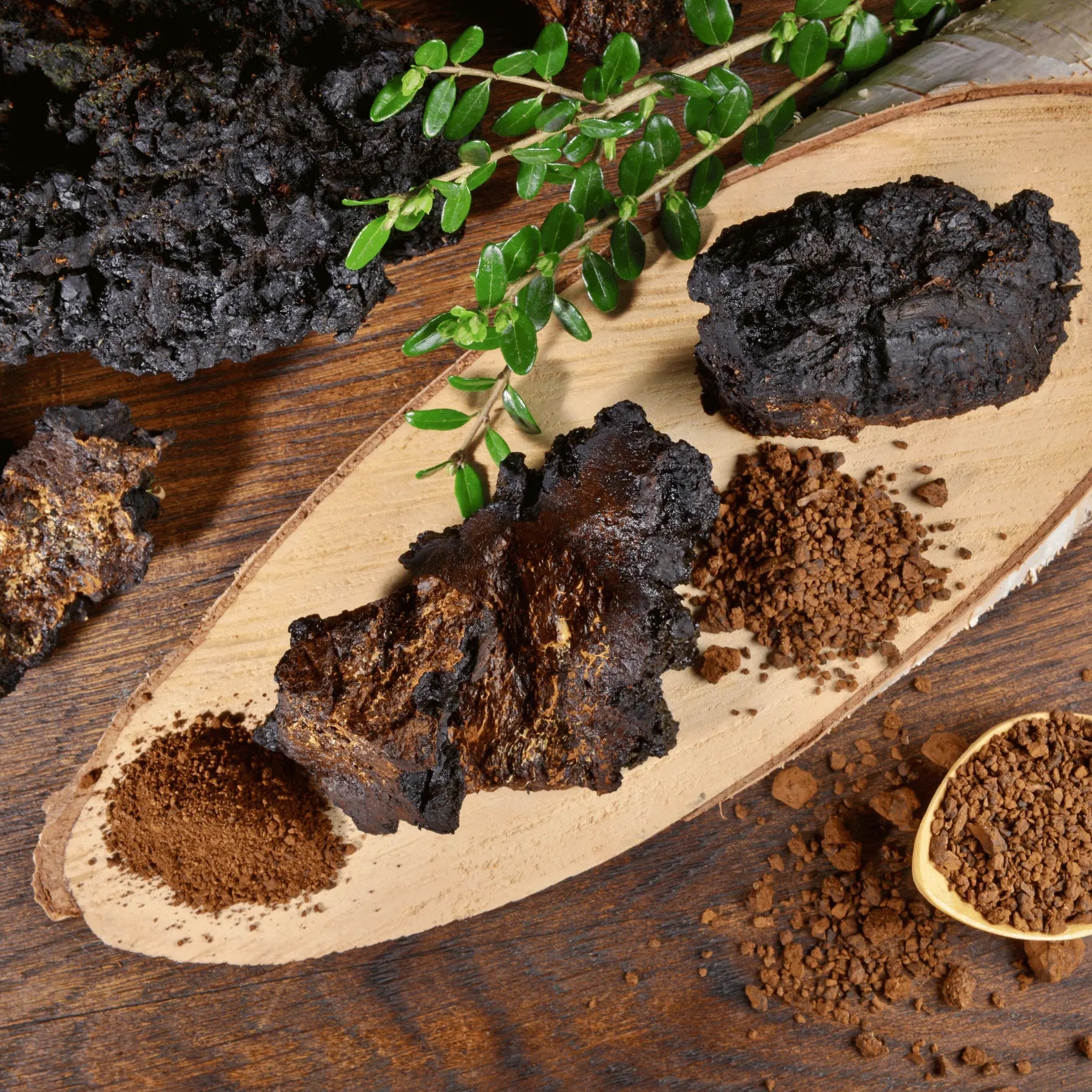 Chaga Mushroom: The Ultimate Wellness Booster - Krypton Energy Labs