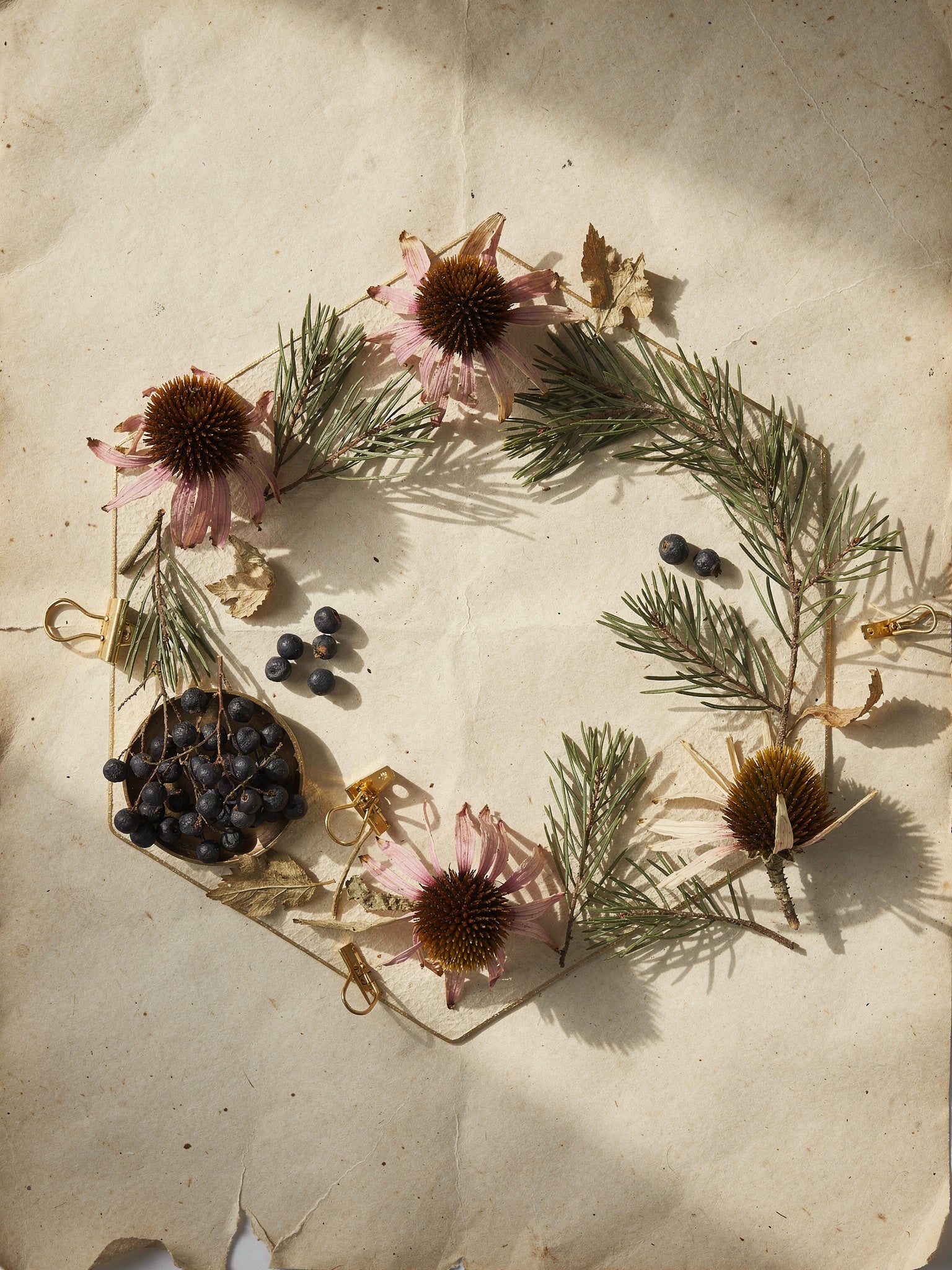 A loose arrangement of dried medicinal botanicals — echinacea, pine, and juniper — on aged parchment.